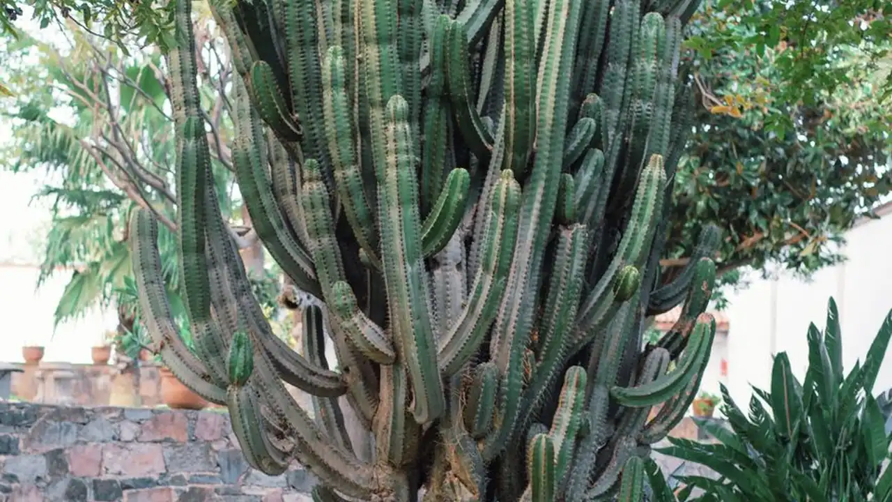 青青草国产草种的种植与养护